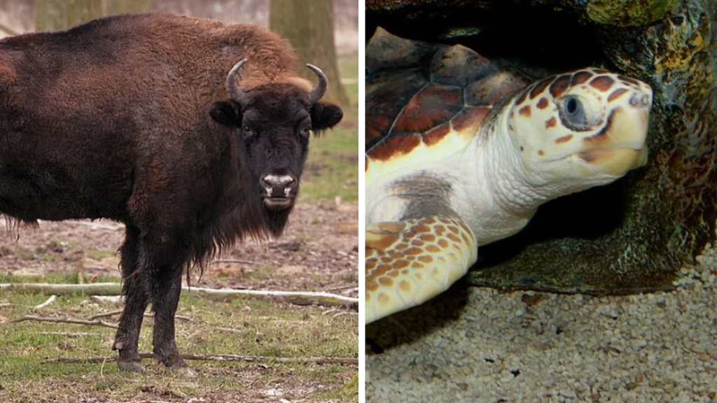 30 Animals That Were Saved From Extinction – TheMagicBroom